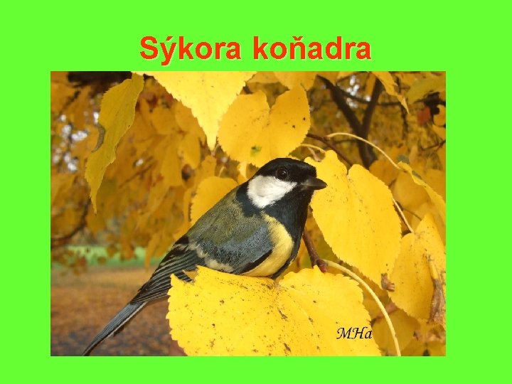 Sýkora koňadra 