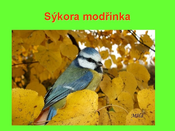 Sýkora modřinka 