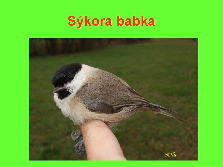 Sýkora babka 