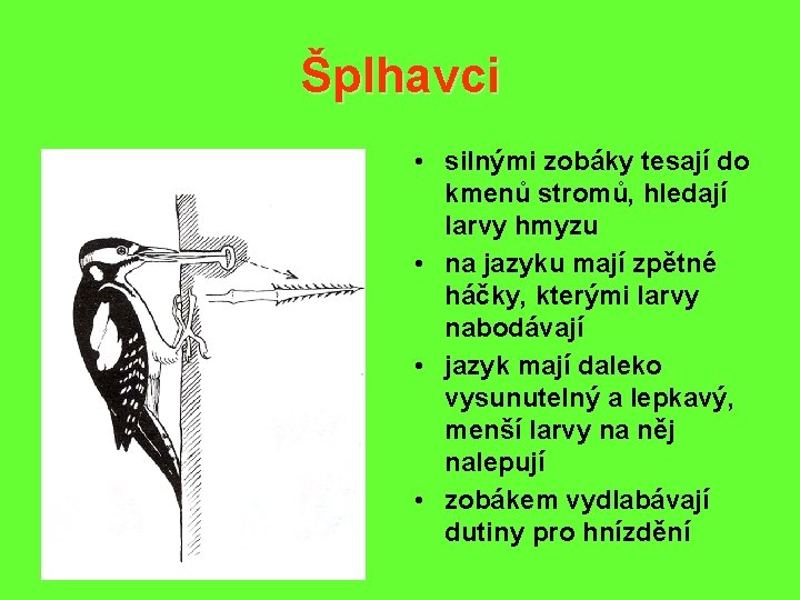 Šplhavci • silnými zobáky tesají do kmenů stromů, hledají larvy hmyzu • na jazyku