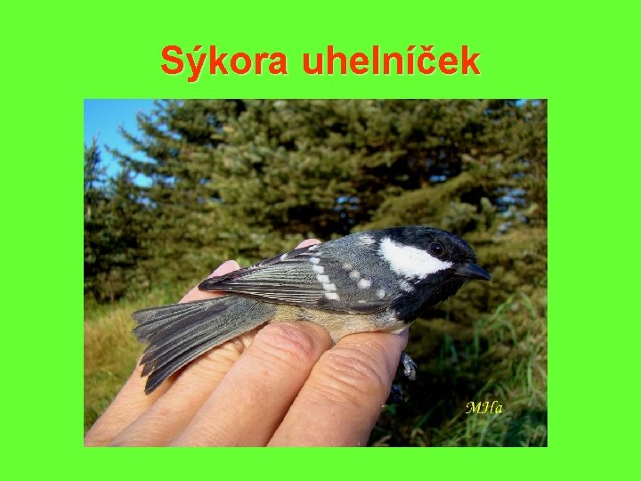 Sýkora uhelníček 