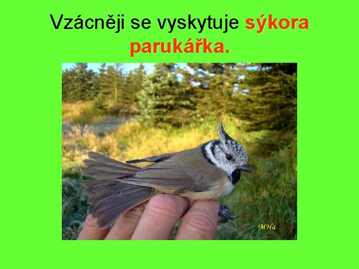 Vzácněji se vyskytuje sýkora parukářka. 