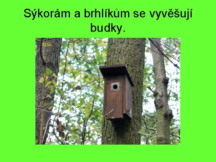 Sýkorám a brhlíkům se vyvěšují budky. 