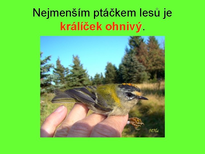 Nejmenším ptáčkem lesů je králíček ohnivý 