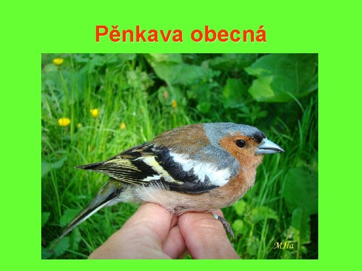 Pěnkava obecná 