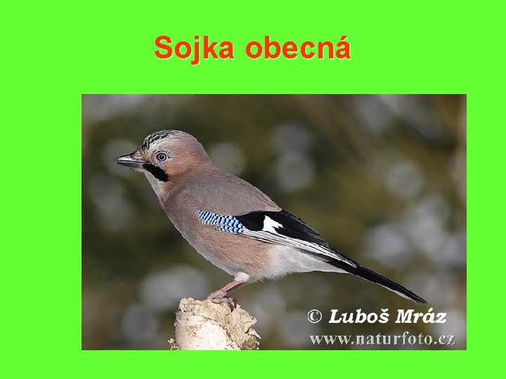 Sojka obecná 