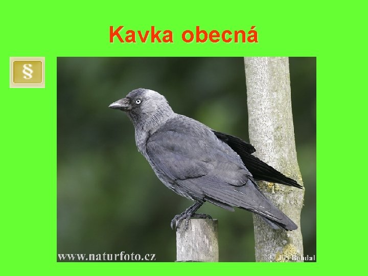 Kavka obecná 