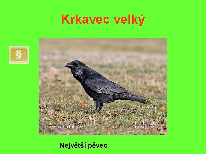 Krkavec velký Největší pěvec. 