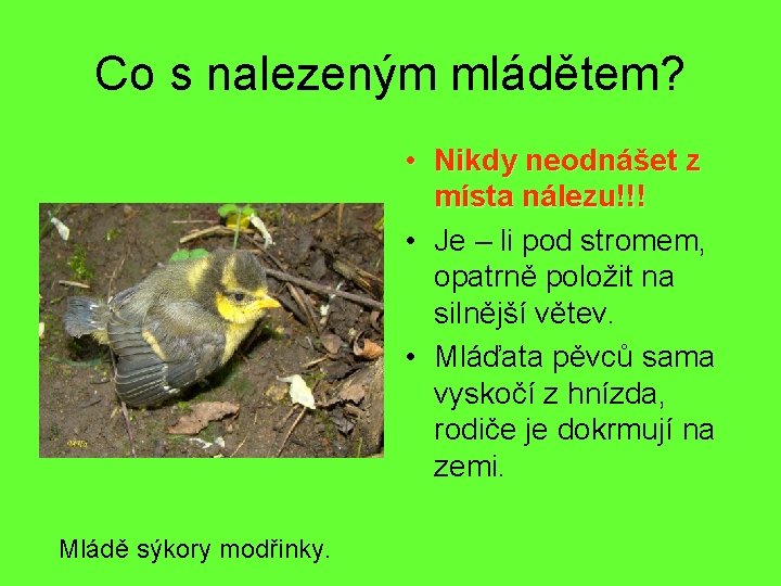 Co s nalezeným mládětem? • Nikdy neodnášet z místa nálezu!!! • Je – li