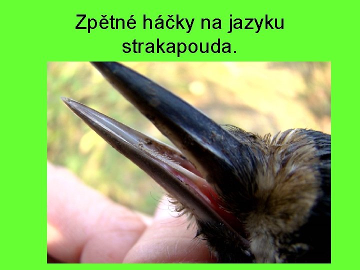 Zpětné háčky na jazyku strakapouda. 
