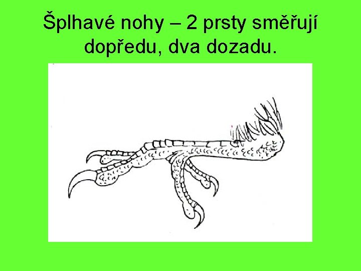 Šplhavé nohy – 2 prsty směřují dopředu, dva dozadu. 