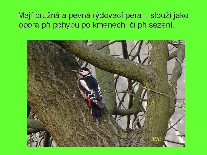 Mají pružná a pevná rýdovací pera – slouží jako opora při pohybu po kmenech