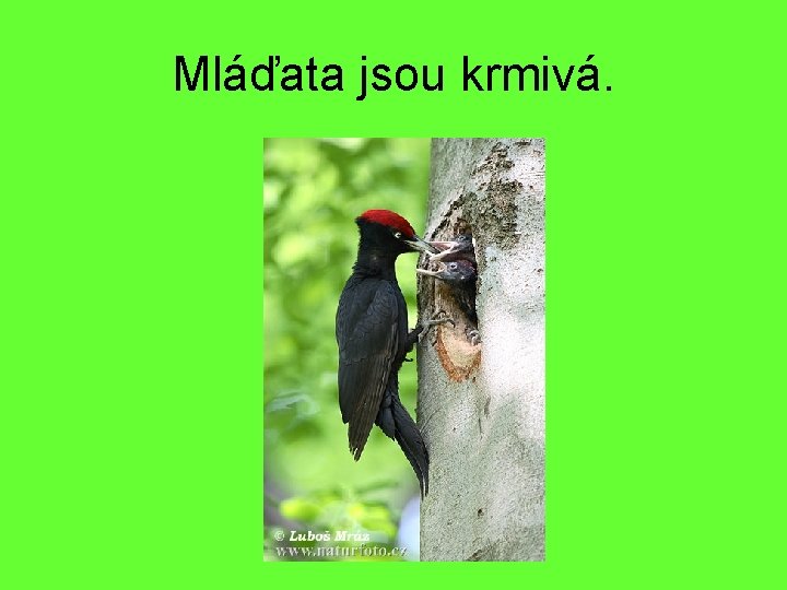 Mláďata jsou krmivá. 