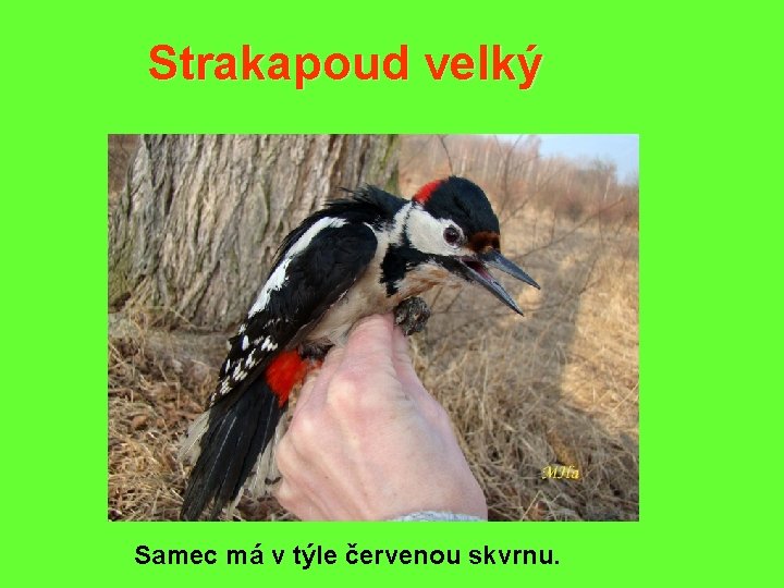 Strakapoud velký Samec má v týle červenou skvrnu. 