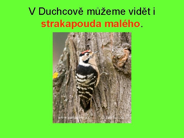 V Duchcově můžeme vidět i strakapouda malého 