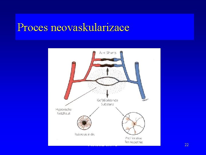 Proces neovaskularizace Petr Kolář 2014 © 22 