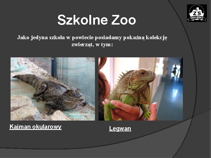 Szkolne Zoo Jako jedyna szkoła w powiecie posiadamy pokaźną kolekcję zwierząt, w tym: Kajman