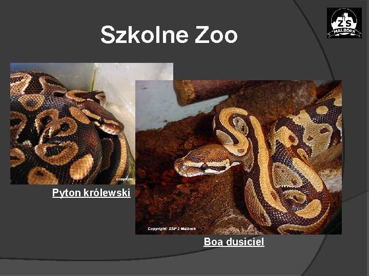 Szkolne Zoo Pyton królewski Boa dusiciel 