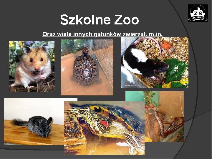 Szkolne Zoo Oraz wiele innych gatunków zwierząt, m. in. 