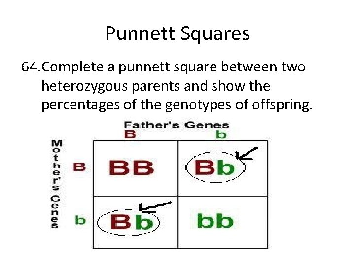 Punnett Squares 64. Complete a punnett square between two heterozygous parents and show the