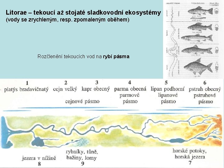 Litorae – tekoucí až stojaté sladkovodní ekosystémy (vody se zrychleným, resp. zpomaleným oběhem) Rozčlenění