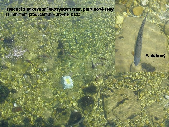 Tekoucí sladkovodní ekosystém char. pstruhové řeky (s minimem producentů) – srovnej s DD P.