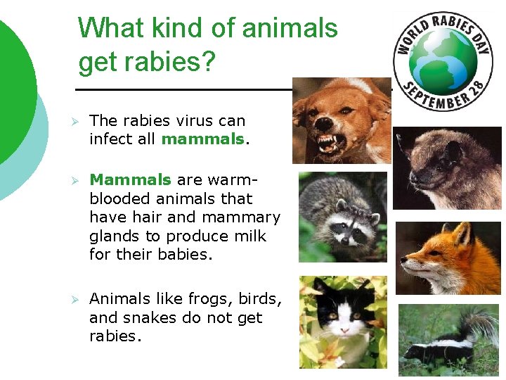 What kind of animals get rabies? Ø The rabies virus can infect all mammals.