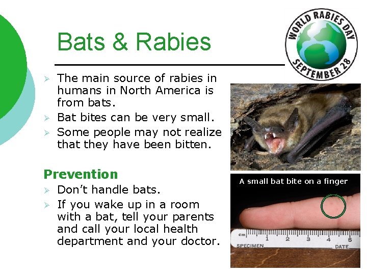 Bats & Rabies Ø Ø Ø The main source of rabies in humans in