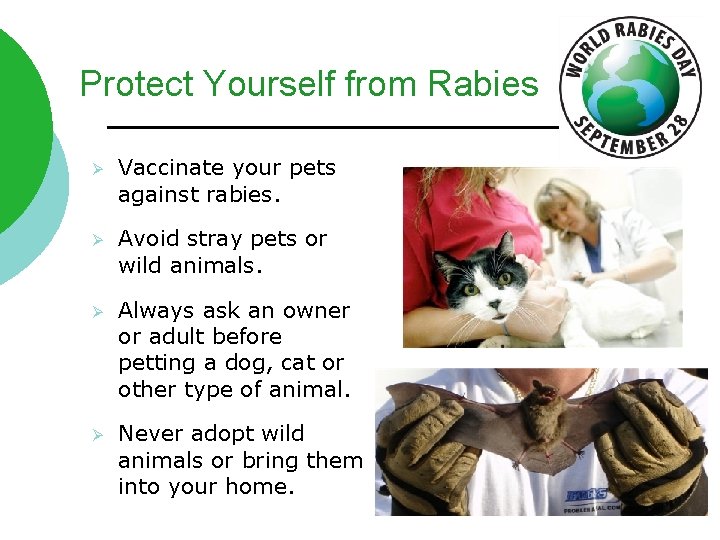Protect Yourself from Rabies Ø Vaccinate your pets against rabies. Ø Avoid stray pets