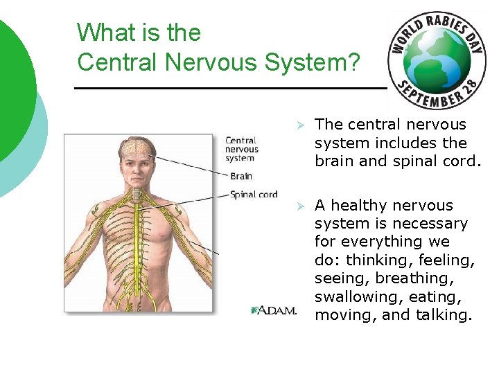 What is the Central Nervous System? Ø The central nervous system includes the brain