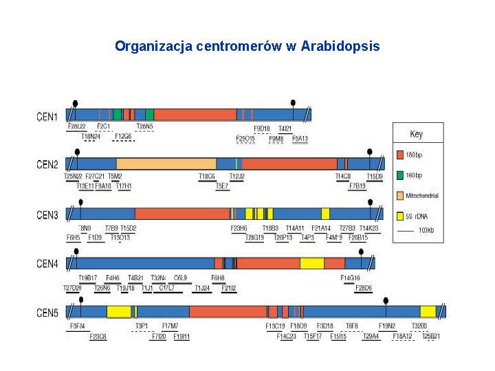 Organizacja centromerów w Arabidopsis 