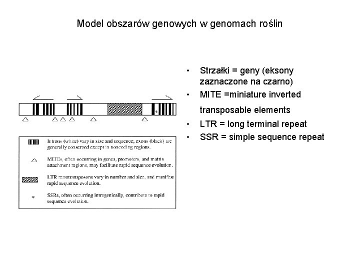 Model obszarów genowych w genomach roślin • • Strzałki = geny (eksony zaznaczone na