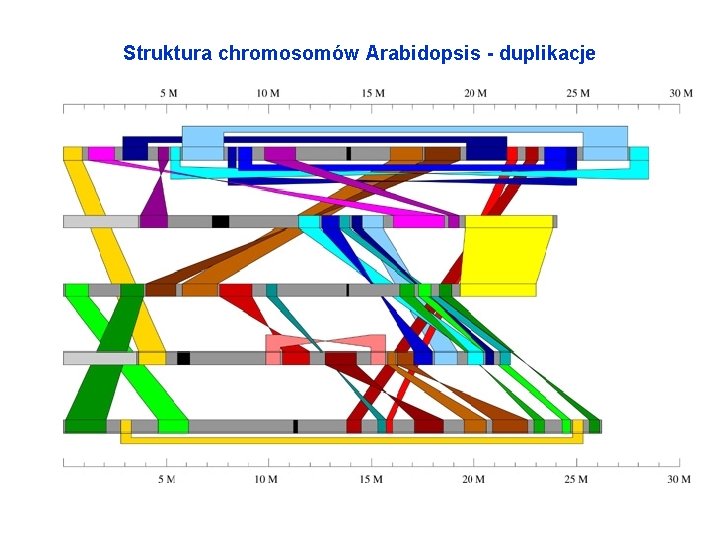 Struktura chromosomów Arabidopsis - duplikacje 