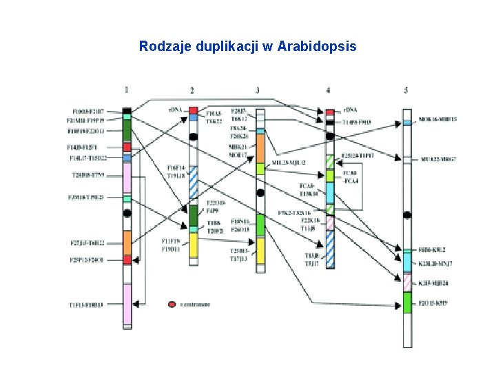 Rodzaje duplikacji w Arabidopsis 