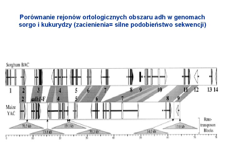 Porównanie rejonów ortologicznych obszaru adh w genomach sorgo i kukurydzy (zacienienia= silne podobieństwo sekwencji)