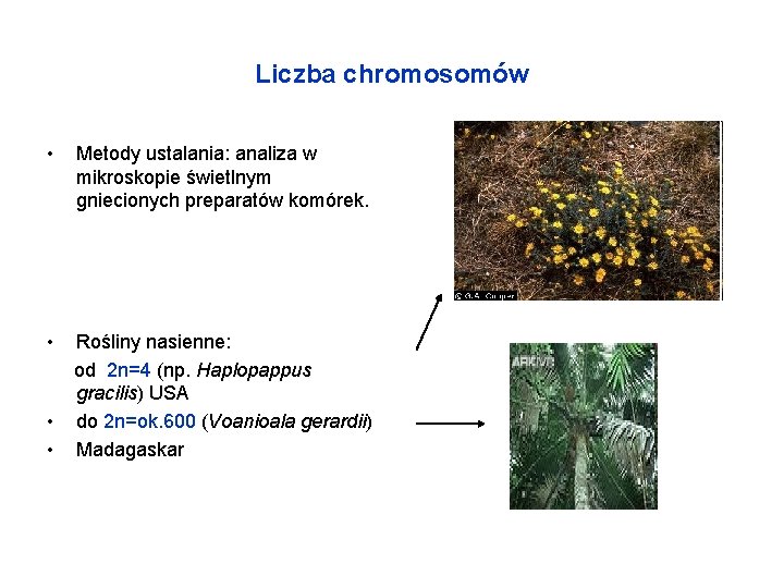 Liczba chromosomów • Metody ustalania: analiza w mikroskopie świetlnym gniecionych preparatów komórek. • Rośliny