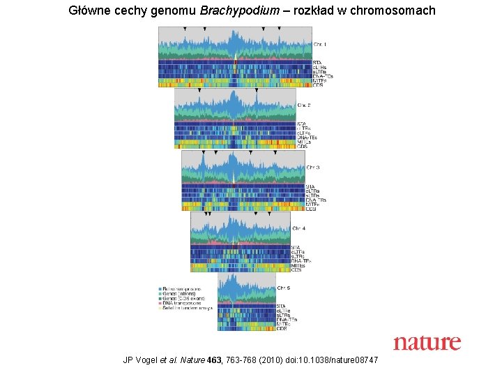 Główne cechy genomu Brachypodium – rozkład w chromosomach JP Vogel et al. Nature 463,