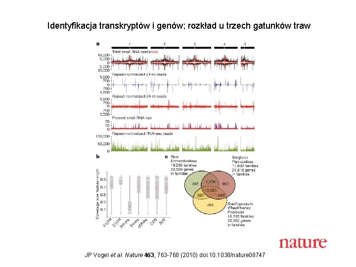 Identyfikacja transkryptów i genów; rozkład u trzech gatunków traw JP Vogel et al. Nature