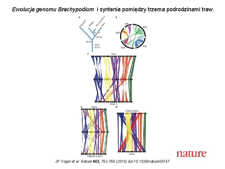 Ewolucja genomu Brachypodium i syntenia pomiędzy trzema podrodzinami traw. JP Vogel et al. Nature