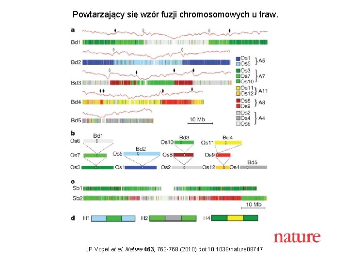 Powtarzający się wzór fuzji chromosomowych u traw. JP Vogel et al. Nature 463, 763