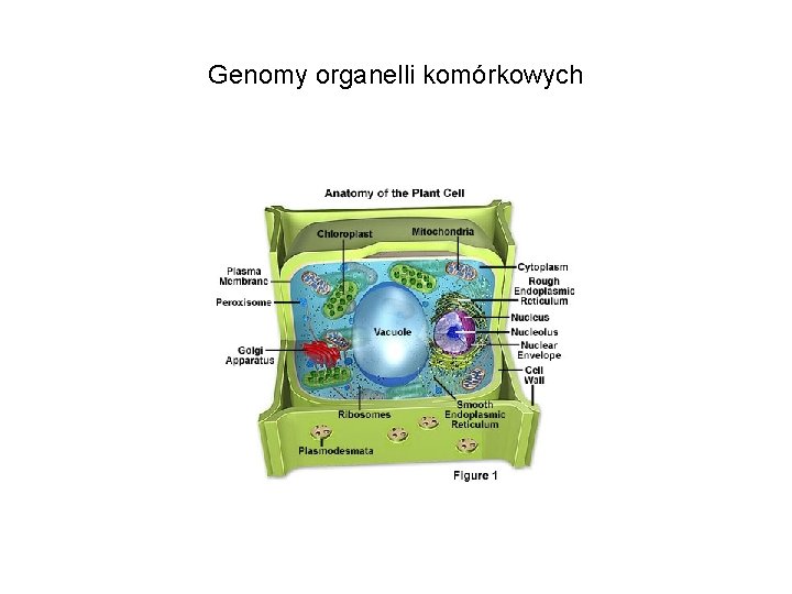 Genomy organelli komórkowych 