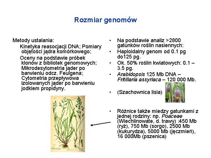 Rozmiar genomów Metody ustalania: Kinetyka reasocjacji DNA; Pomiary objętości jądra komórkowego; Oceny na podstawie