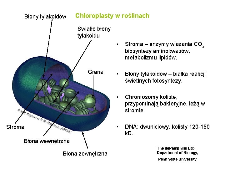 Błony tylakoidów Chloroplasty w roślinach Światło błony tylakoidu Grana Stroma • Stroma – enzymy