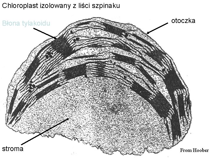 Chloroplast izolowany z liści szpinaku Błona tylakoidu stroma otoczka From Hoober 