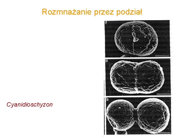 Rozmnażanie przez podział • all plant and eukaryotic algal cells have plastids • chloroplasts