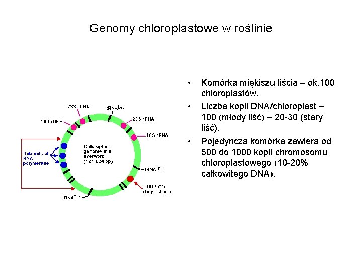 Genomy chloroplastowe w roślinie • • • Komórka miękiszu liścia – ok. 100 chloroplastów.