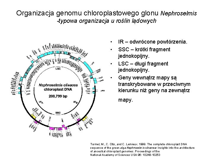 Organizacja genomu chloroplastowego glonu Nephroselmis -typowa organizacja u roślin lądowych • • IR –