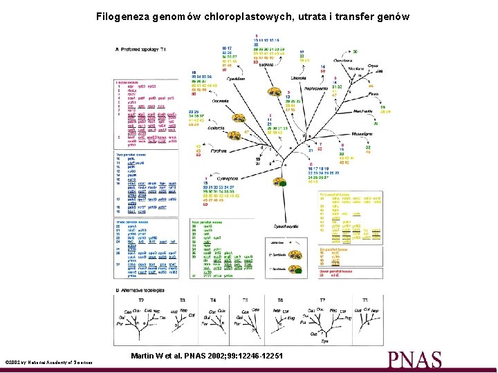 Filogeneza genomów chloroplastowych, utrata i transfer genów © 2002 by National Academy of Sciences