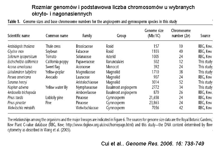 Rozmiar genomów i podstawowa liczba chromosomów u wybranych okryto- i nagonasiennych Cui et al.