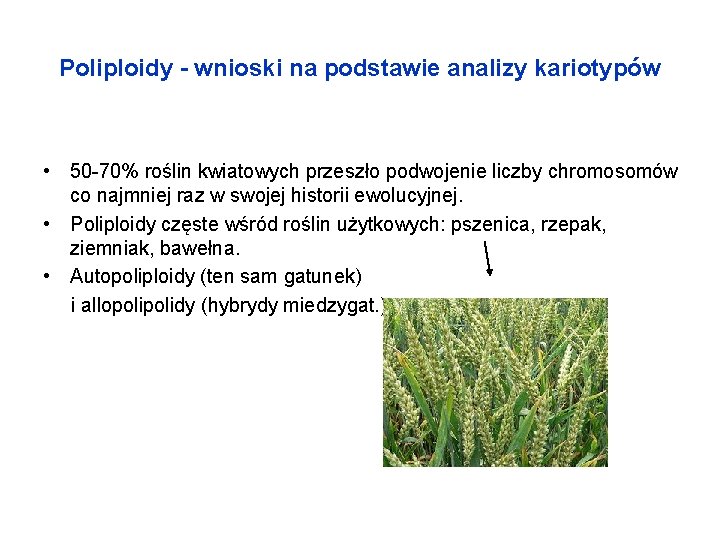 Poliploidy - wnioski na podstawie analizy kariotypów • 50 -70% roślin kwiatowych przeszło podwojenie
